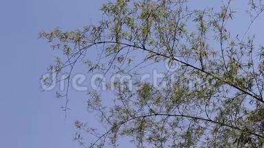 蓝蓝的天空背景上的竹树顶和风吹<strong>树叶</strong>